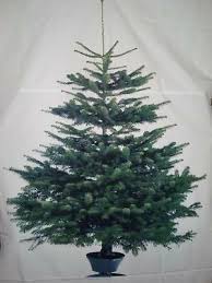 Vinter Von Ikea Weihnachtsbaum Stoff Masse Ca 220x150cm Frisch Von Der Stoffrolle Zugeschnitten Ikea Weihnachten Ikea Weihnachtsbaum Weihnachtsbaum Kaufen
