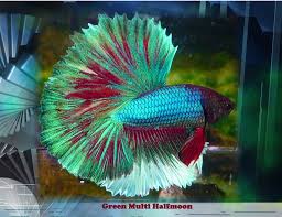However it isn't just ancient philosophers, old time boxing trainers and temperamental teenagers on social media who give us motivational boxing and fighting quotes. Betta Fish Quotes Quotesgram