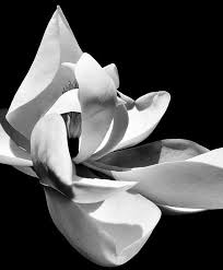 Black And White Printable Images Of Flowers Magnolia Print Download Black White Printable Flower Photography Large Modern Wall Art Elegant Living Room Decor Still Life Floral Artwork Black And White Photographs Large Modern Wall Art Black And White