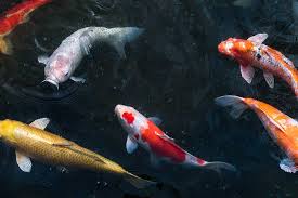 They can go longer than mammals though. How Long Do Koi Fish Live Everything Koi