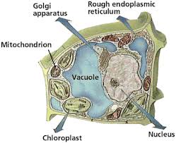 Plant cells are very intricate structures, and they are similarities and differences between plant and animal cells. A Cell Unit Of Function Biology4isc
