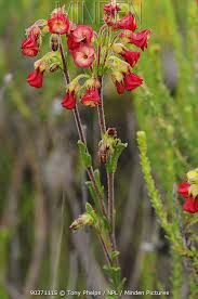 Image result for Hermannia