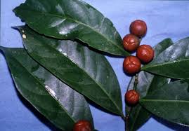 Image result for Suregada