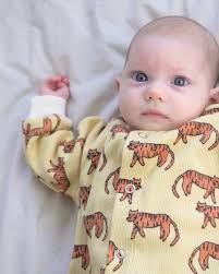 GILET OSCAR côtelé tigres