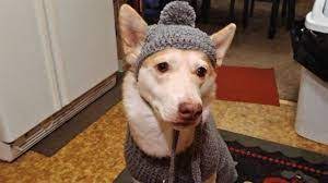 Image Result For Markie Garcia Crochet Hat For Large Dog Dog Sweater Crochet Pattern Large Dog Sweaters Dog Sweater Pattern