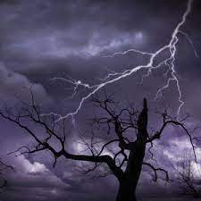 Check spelling or type a new query. Tree Lightning Protection Kuefler Lightning Protection