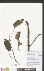 Image result for Begonia fusialata