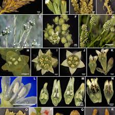 Image result for Thesium megalocarpum