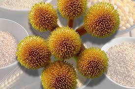 Image result for Mycotoxin