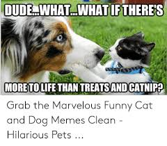 Cats and dogs by khama meme center. 25 Best Memes About Funny Cat And Dog Memes Clean Funny Cat And Dog Memes Clean Memes