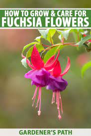 How To Grow Fuchsia Gardener S Path Growing Flowers Fuchsia Flowers Flower Care