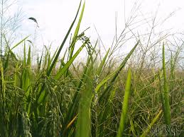 Image result for Lipocarpha chinensis