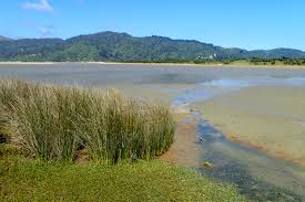 Image result for Juncus kraussii