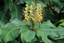 Image result for Siphonochilus kilimanensis