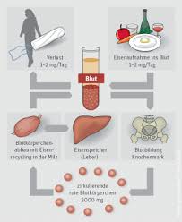 Auch meine menstruation blieb oftmals aus. Blutarmut