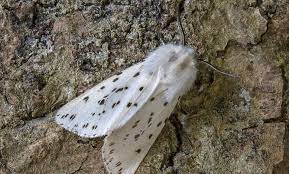 It is found from the oriental tropics of india, sri lanka to sundaland. White Moth Meaning And Symbolism
