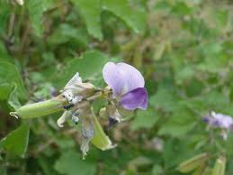 Image result for Crotalaria verrucosa