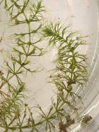 Image result for Aldrovanda vesiculosa