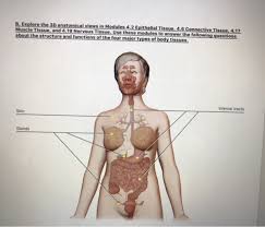 Cells of this tissue may absorb and/or secrete. What Are The 4 Body Tissues