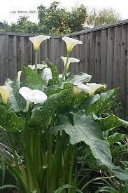 (closed) calla lilies/branches tall centerpieces? Plantfiles Pictures Zantedeschia Calla Lily Hercules Zantedeschia By Calif Sue
