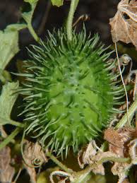 Image result for Cucumis anguria