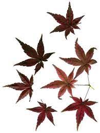 Chinese Maple Leaves On Tree Google Search Maple Leaf Tattoo Japanese Tattoo Designs Japanese Artwork