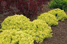 Golden Nugget Dwarf Japanese Barberry Shrub The Yellow Is Just Stunning These Shrubs Stay Small And Garden Shrubs Shrubs For Landscaping Small Garden Shrubs