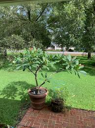 We did not find results for: What Do I Do With This In The Winter Is A Cheap Pop Up Greenhouse With A Heat Lamp Good Enough I Don T Have A Garage And It S Way To Big And