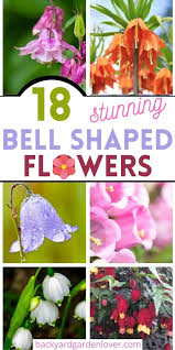 With an emphasis common and sun: Stunning Bell Shaped Flowers For Dreamy Gardens