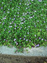 Ground cover with small purple flowers. Stepables Com Plants That Tolerate Foot Traffic Unique Plants Plants Ground Cover Plants