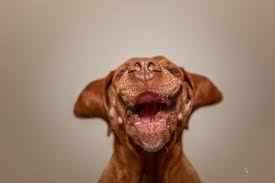 Lieblingshund Er Lacht Mich Immer An Hunde Lustige Hunde Niedliche Hunde