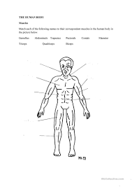 These muscles help to make up the musculoskeletal (say: The Human Body Muscles English Esl Worksheets For Distance Learning And Physical Classrooms