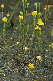Image result for Utricularia subulata