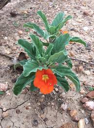 Image result for Linderniella