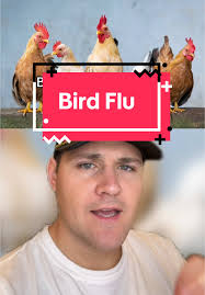 Avian Flu Symptoms in Ducks