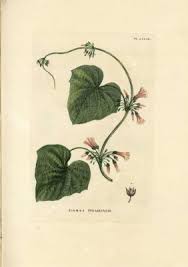 Image result for Lepistemon owariensis