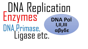  dna replication, like all biological polymerization processes, proceeds in three enzymatically catalyzed and. Dna Replication Enzymes And Their Functions Youtube