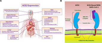 We did not find results for: Angiotensin Converting Enzyme 2 Sars Cov 2 Receptor And Regulator Of The Renin Angiotensin System Circulation Research