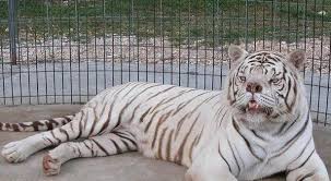 World S Ugliest White Tiger Bred Through Incest In Cruel Bid To Make Money Mirror Online