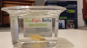 The betta splenden is a great beginner fish that can fit in small spaces. New Glofish Female Betta Youtube