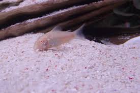 This catfish will live between 5 to 8 years, depending on the ongoing quality of the aquarium parameters. After The Cory Has Laid Her Eggs My Aquarium Club