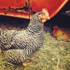 Pin By Knuckles Coleman On Hot Rod Chickens Ebony Animals Chickens
