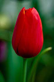 Pin On Flowers