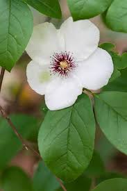 Image result for Theaceae