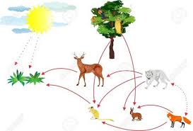 Some animals eat plants, some animals eat other animals. Functions Of Ecosystem