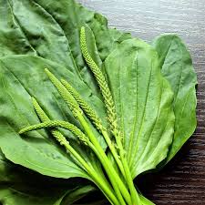 Image result for Plantago