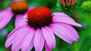 Cutting off the spent flower heads on a coneflower encourages the plant to produce more flowers a couple weeks later. How To Grow Purple Coneflower Dengarden