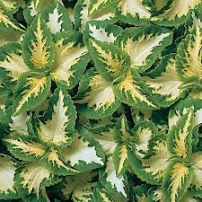 Image result for Coleus