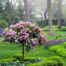 Image result for Syringa meyeri ´Palibin