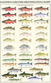 Amazon Com Eastern Gamefish Fish Poster And Identification